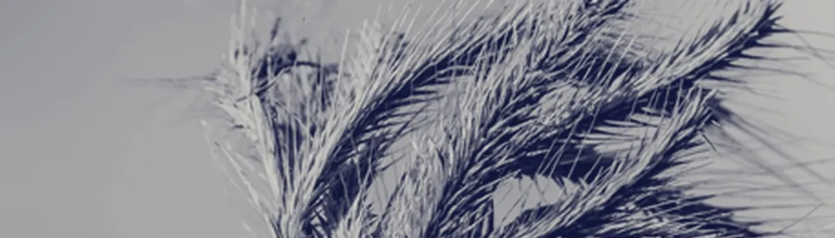 Ears of wheat held in a hand — natural systems
